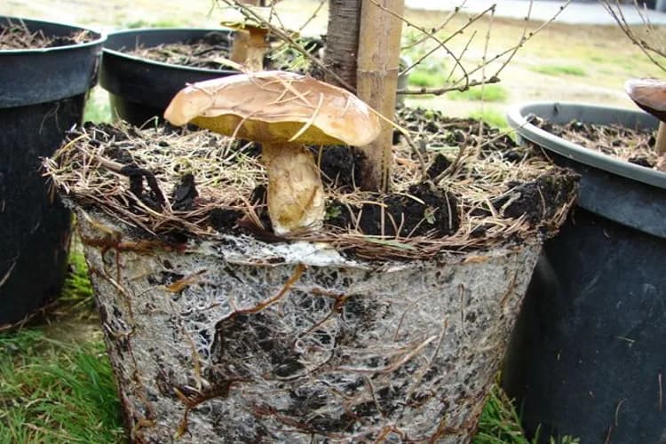 Mikoryza: jak zjawisko wspiera rośliny i ekosystemy w naturze Mikoryza: jak zjawisko wspiera rośliny i ekosystemy w naturze