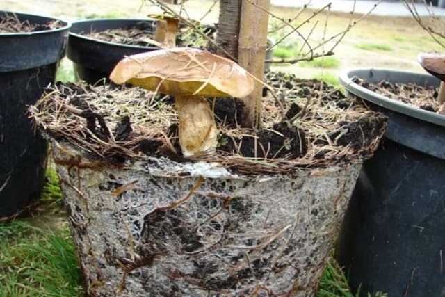 Mikoryza: jak zjawisko wspiera rośliny i ekosystemy w naturze Mikoryza: jak zjawisko wspiera rośliny i ekosystemy w naturze