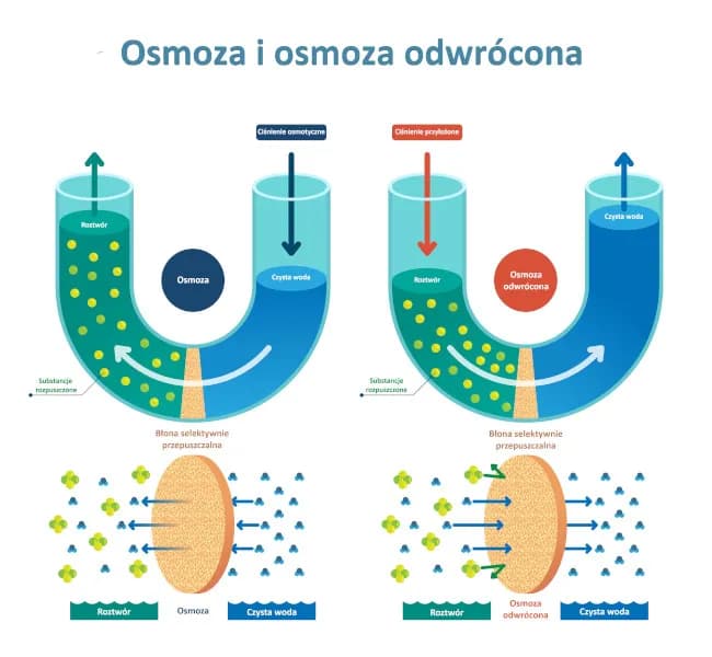 Osmoza: Kluczowe zjawisko biologiczne, które musisz zrozumieć Osmoza: Kluczowe zjawisko biologiczne, które musisz zrozumieć